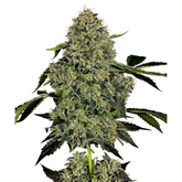 OG KUSH AUTO  - BARNEY'S FARM